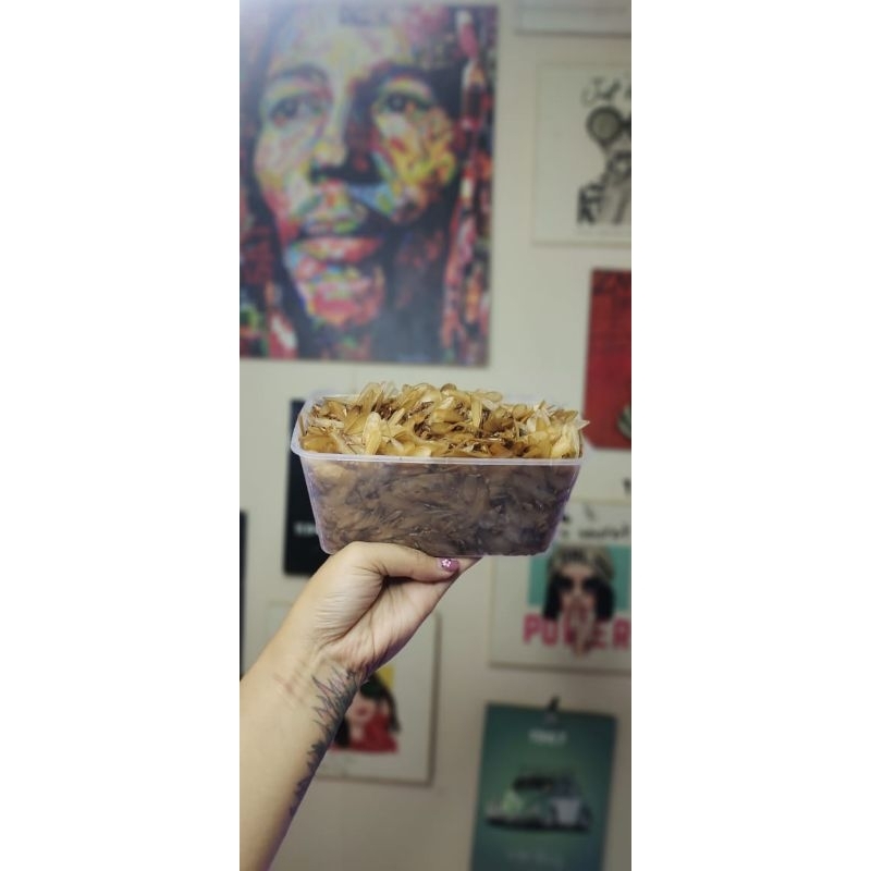 umpan gacor laron silaru kemasan 1 liter