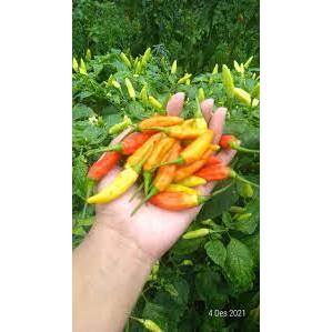 ID 100 BIBIT CABE RAWIT ORI 212 UNGGUL