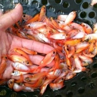 Bibit Nila Merah, Benih Nila Merah 1 Liter