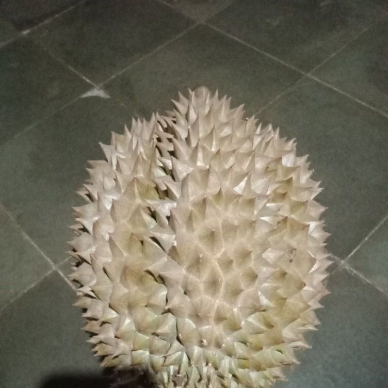 

durian motong super utuh per 1 kg