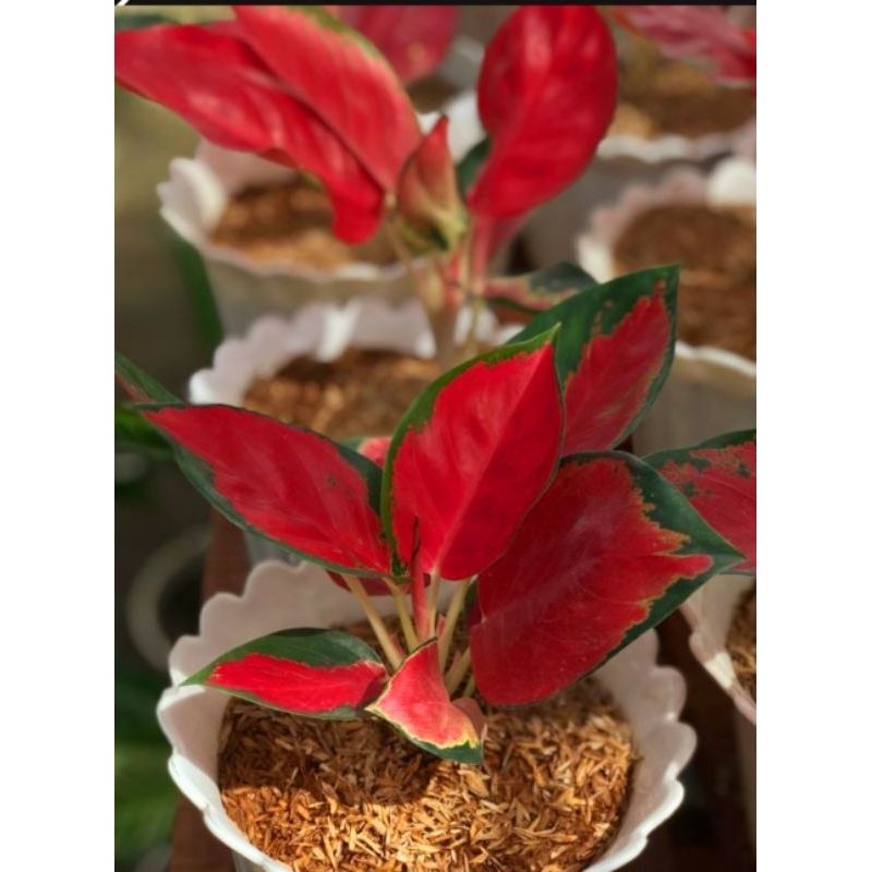 Suksom Jaipong Aglonema Suksom Jaipong Merah Mutasi Tanaman Hias Aglonema Aglaonema Suksom Jaipong M