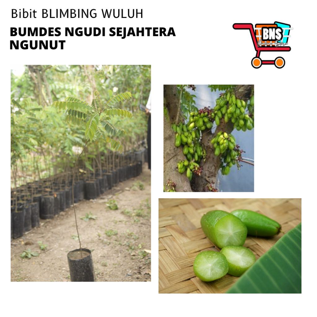 BIBIT BLIMBING WULUH/BIBIT BLIMBING WULUH/BIBIT BUAH BELIMBING/BIBIT BUAH BLIMBING WULUH BERKUALITAS