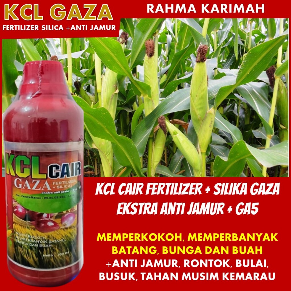 Teknologi Terbaru dalam Pertanian: Pupuk Kalsium Cair KCL GAZA isi 500 ML - Mengatasi Rontok pada Ja