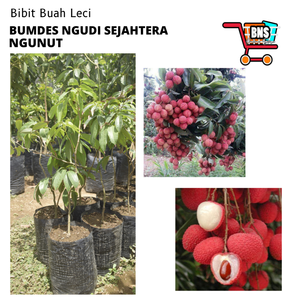 BIBIT LECI/BIBIT BUAH LECI/BIBIT BUAH LECI BERKUALITAS