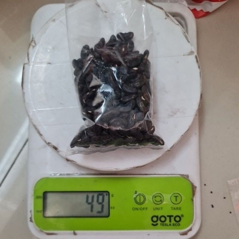 benih kacang bola dunia repacing 50 gr