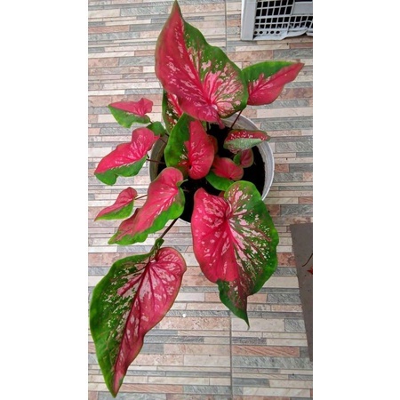 Tanaman Hias Keladi Red Clone Caladium Red Clone