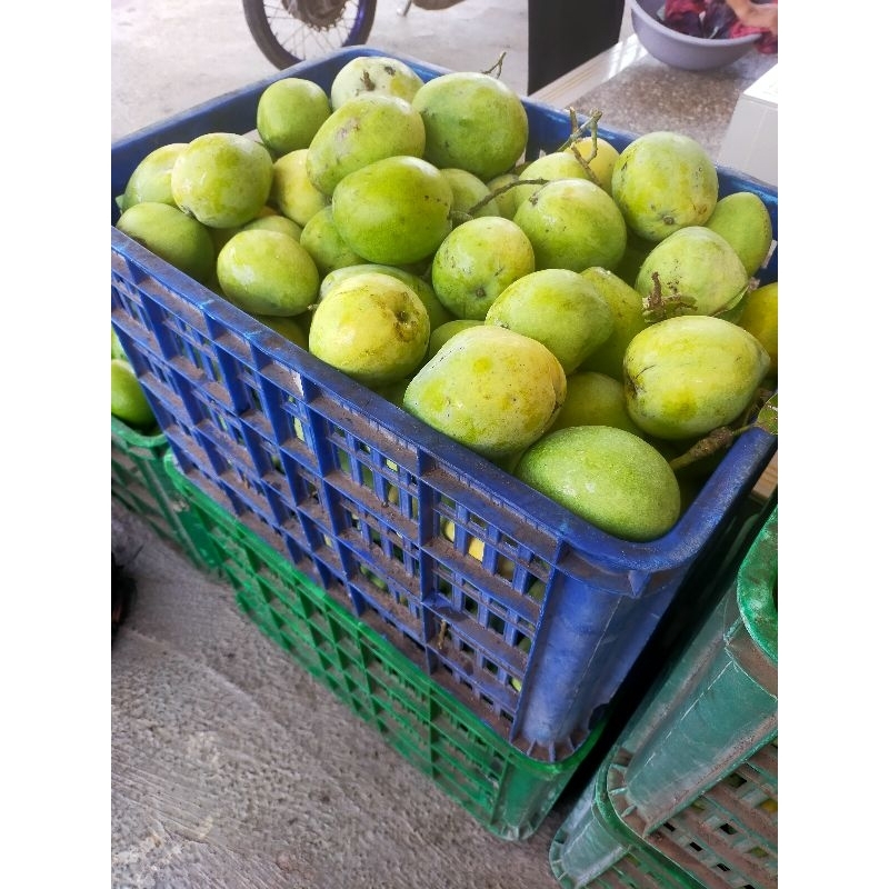 

MANGGA CENGKIR