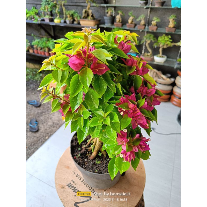 bahan bonsai Bougenville Singapura siap kawat