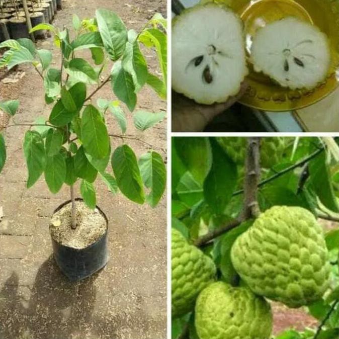 Pohon Srikaya | Cepat Berbuah | Berbuah Di Dalam Pot | Termurah