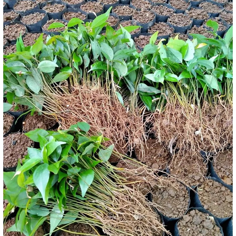 Bibit kulit manis kayu manis unggul isi 2000 batang bibit