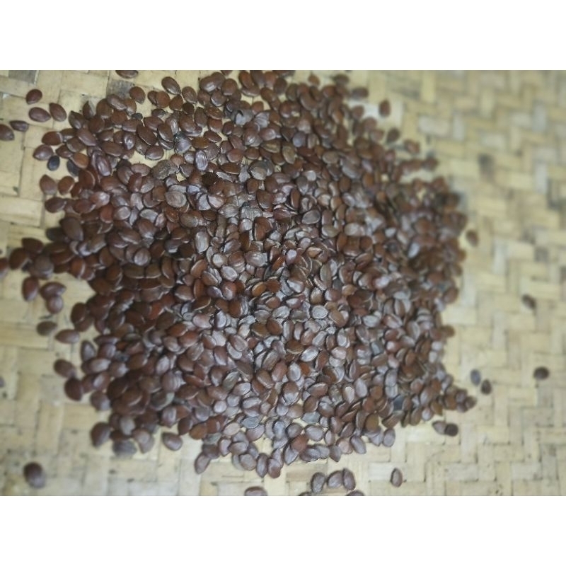 

BENIH/BIJI LAMTORO PETAI CINA 1KG BERSIH KERING