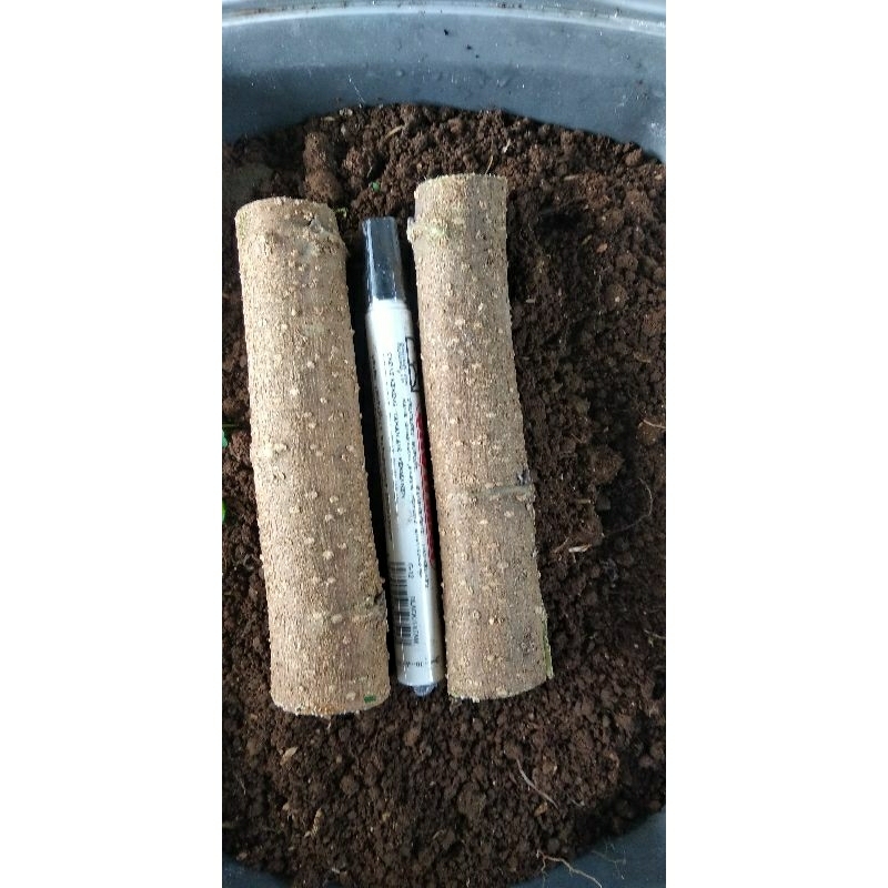 Bibit Murbei Stek Fresh Besar Untuk Bonsai Cepat Berbuah