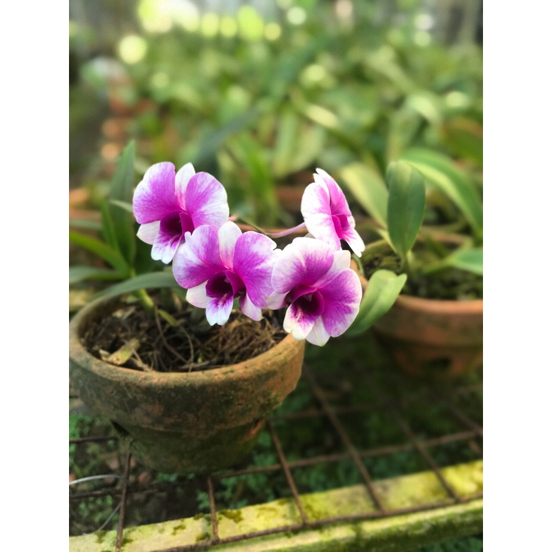 Anggrek Dendrobium yaya compactum