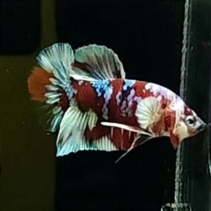 Ikan Cupang PK Barongsai
