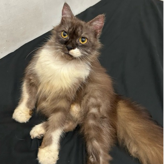 Kucing Anggora Persia Medan