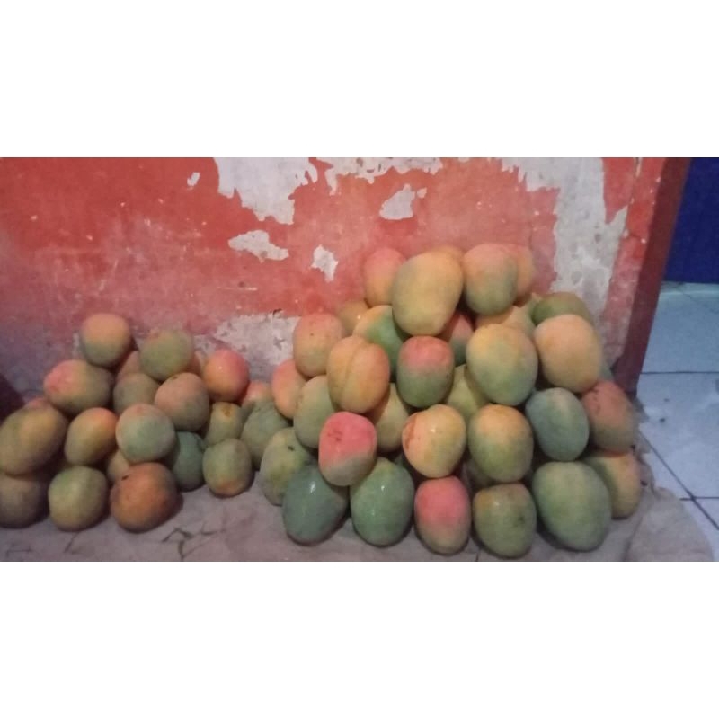 PROMO Mangga Gedong Gincu Majalengka