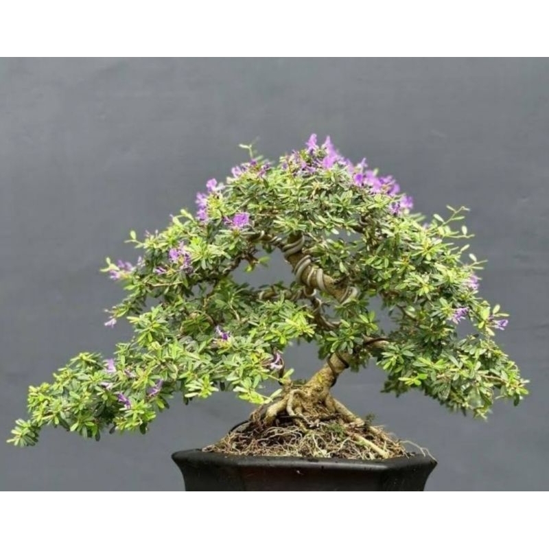 1. bonsai link co 1kg live