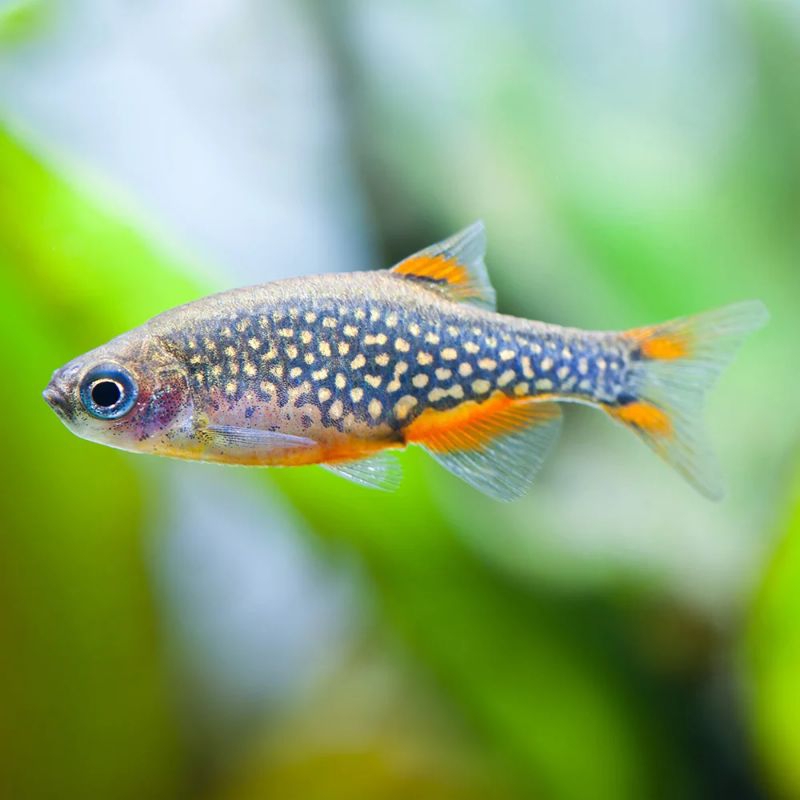 Ikan Rasbora Galaxy