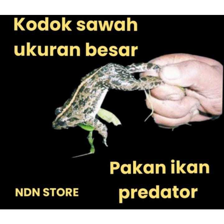 kodok sawah jumbo katak sawah besar pakan ikan dll