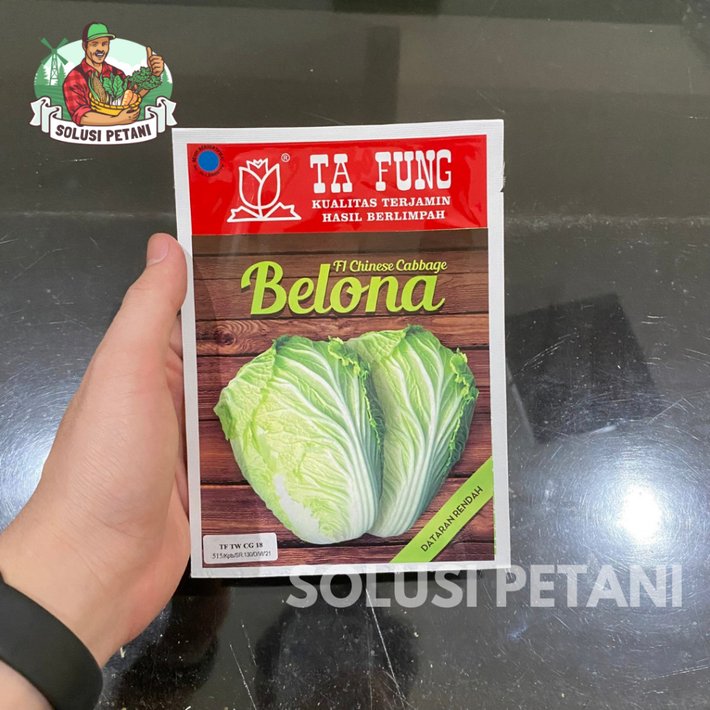 Benih Sawi Putih Belona Chinese Cabbage F1 10gr (8.000 Biji) Bibit Sawi Putih Belona Benih Sawi Ta F