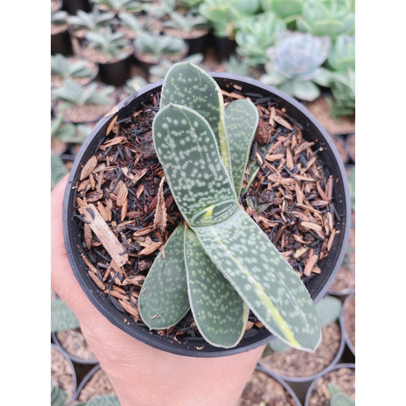 GASTERIA VARIGATA - TANAMAN HIAS - DEKORASI TAMAN