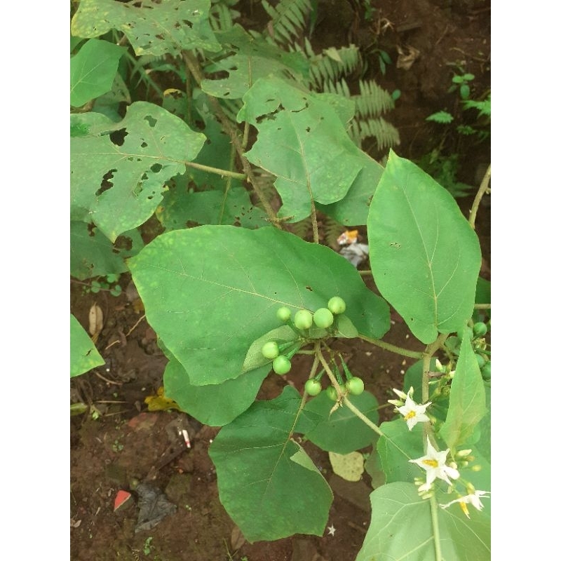

buah takokak 250