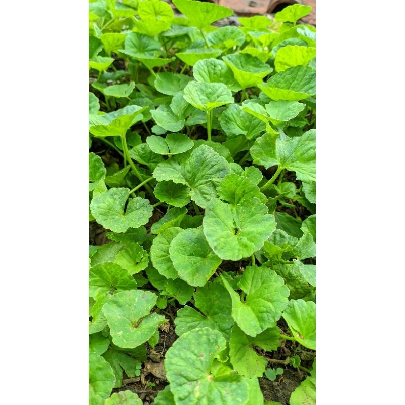 Bibit herbal pegagan per ikat