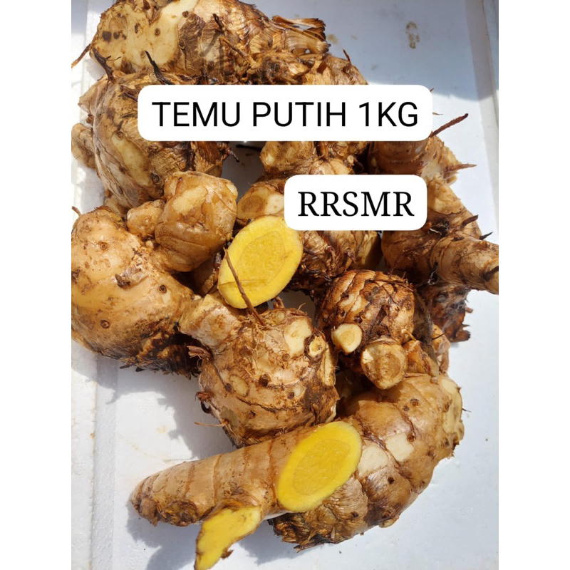 

Kunyit Putih Segar 1kg / Temu Putih Segar 1kg / Koneng Bodas 1kg