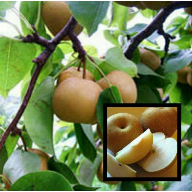 Bibit Buah Pear Singo Korea / Pear Korea Golden, Cangkok, Cepat Berbuah