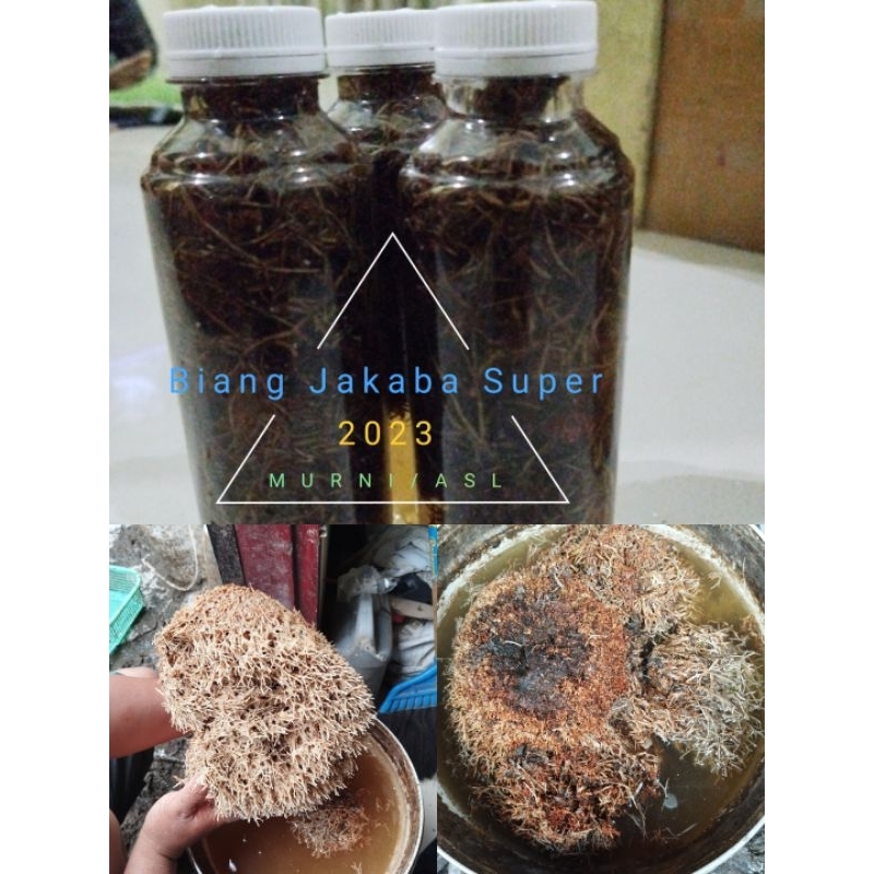 Biang Jamur POC Jakaba super lebih full isi jamurnya