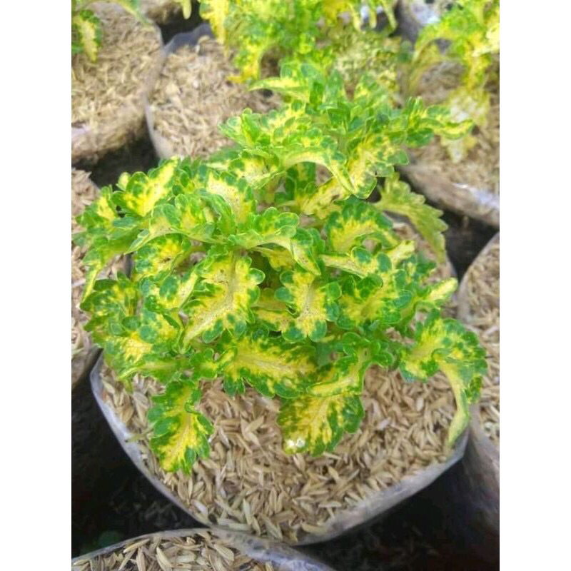 Miana Kuning Miana Ekor Naga iler