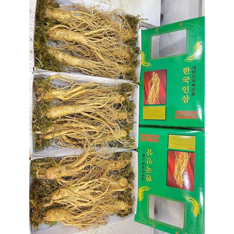 

Gingseng merah asli korea