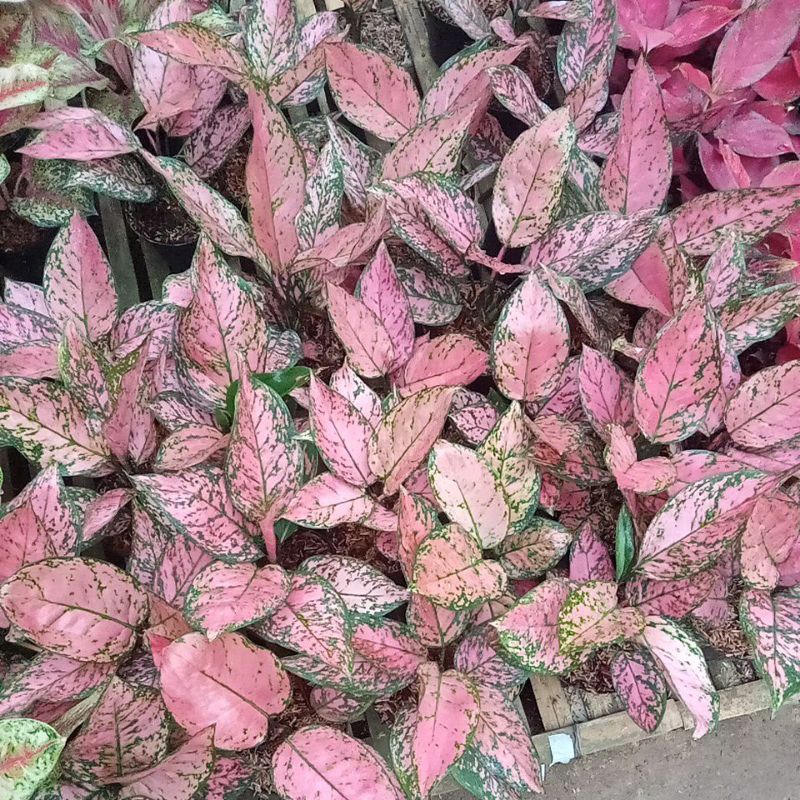 Aglonema lady Valentin