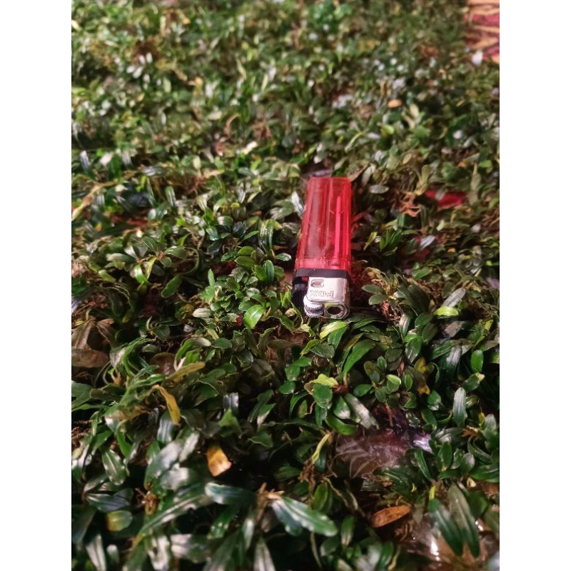 bucephalandra super mini