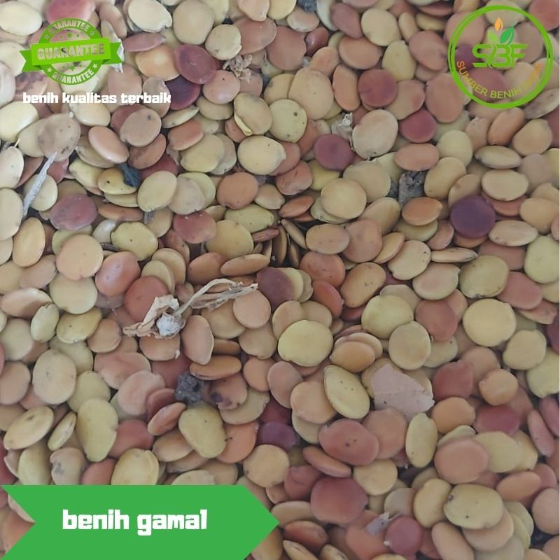 BIJI GAMAL /CLIRISIDI 1kg.