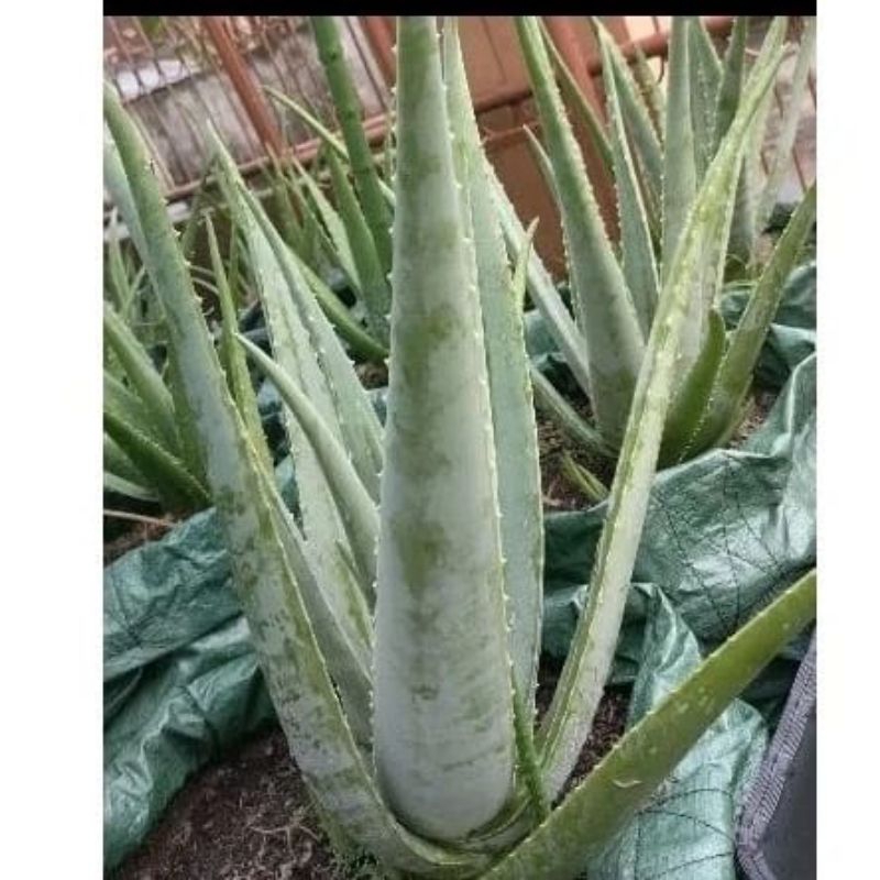 BIBIT LIDAH BUAYA BARBADENSIS PERBATANG