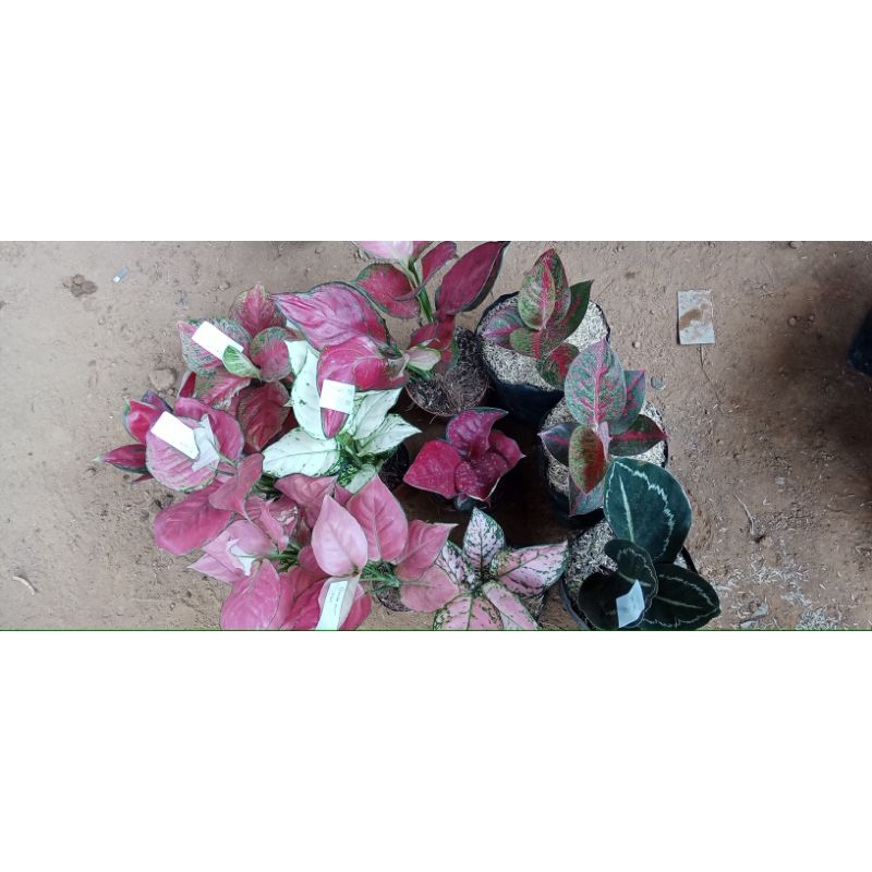 paket bunga aglonema