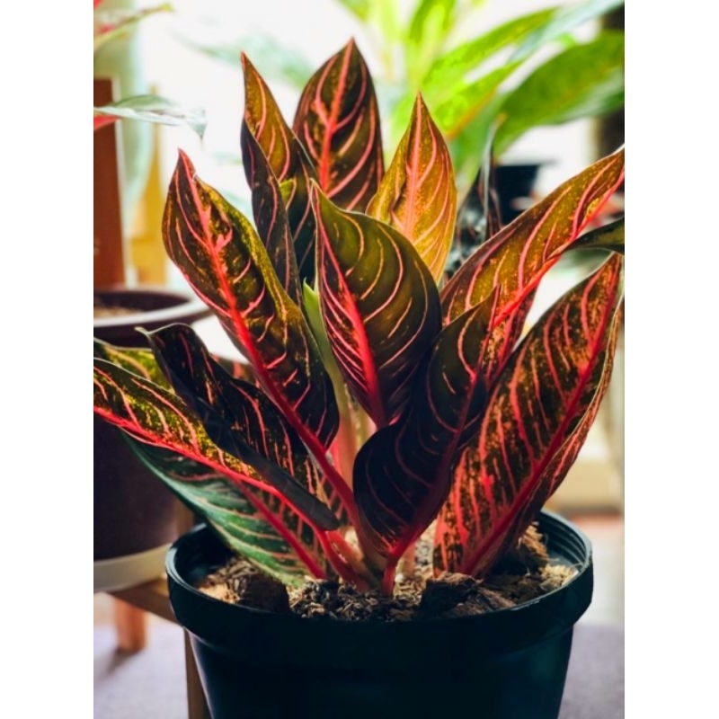 Red Sumatra Aglonema Bride Of Sumatra Merah Mutasi Tanaman Hias Aglonema Aglaonema Bride Of Sumatra 