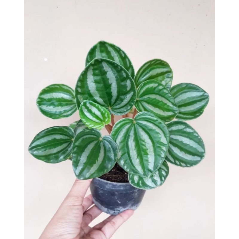 Peperomia belimbing / peperomia verschaffeltii / peperomia daun bergelombang