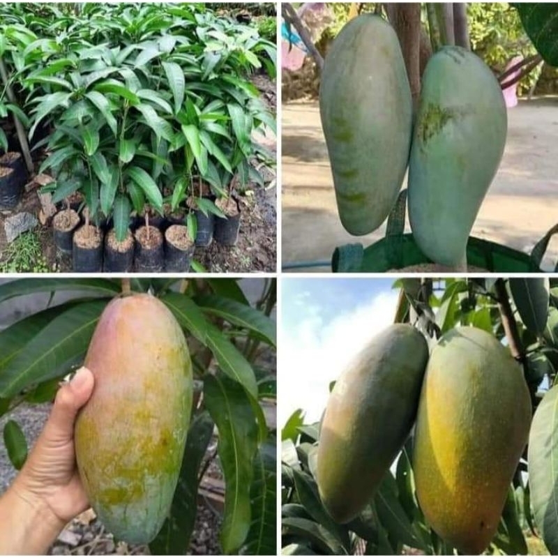 Bibit mangga kiojay siap berbuah
