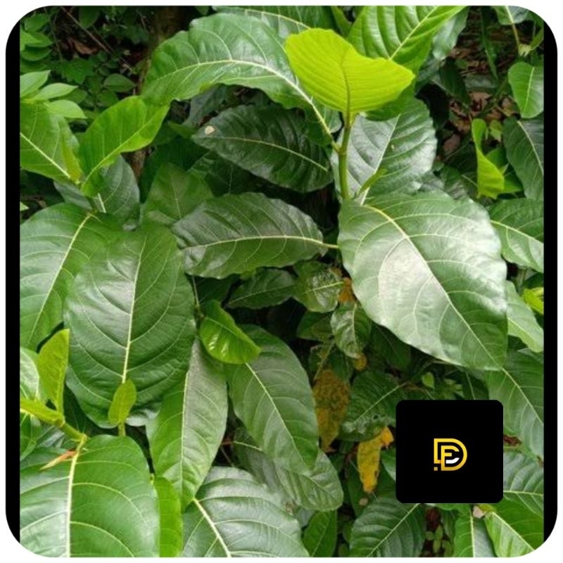 

Daun awar awar segar 1 kg petik langsung-az