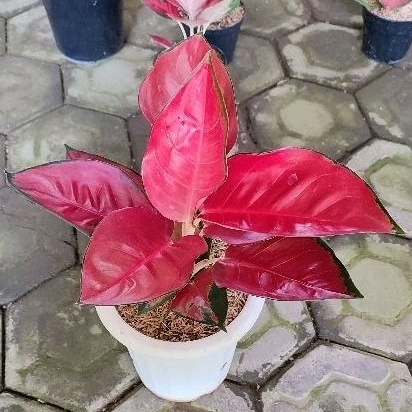 Aglonema Suksom Jaipong size jumbo, tanaman hias