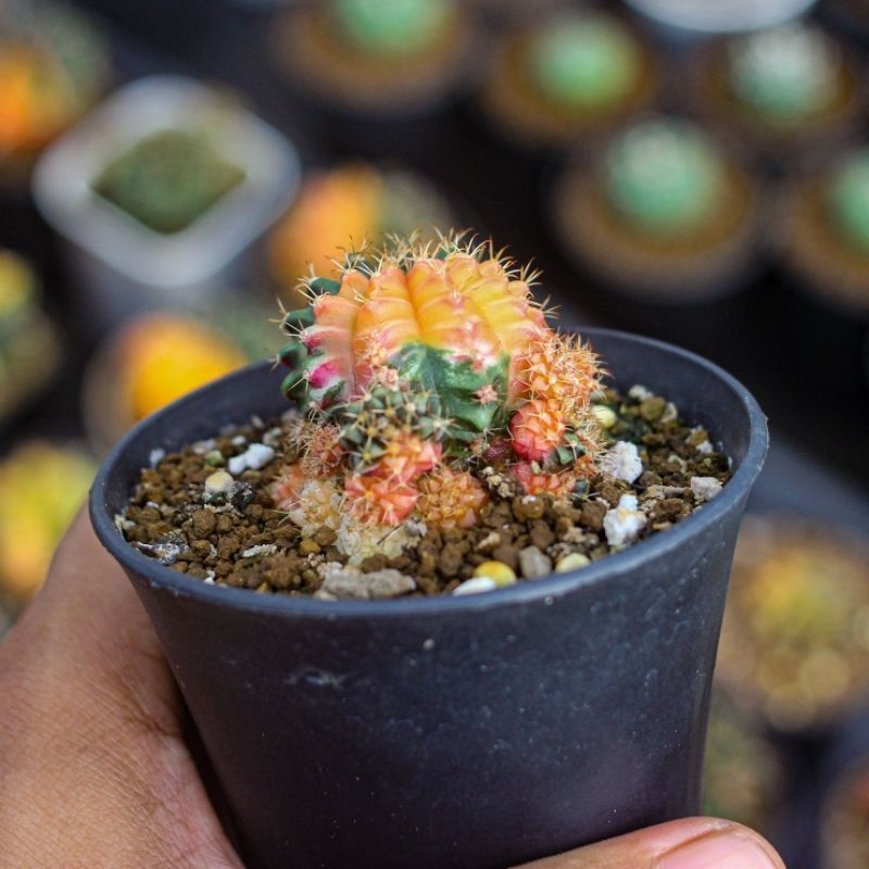 Miha Hybrid Varigata Seedling