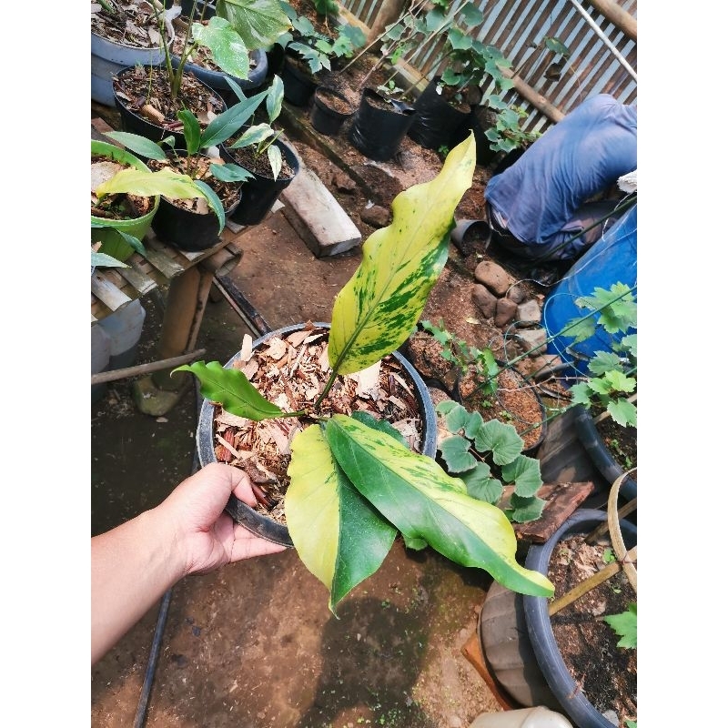 Anthurium Gelombang Cinta Variegata / Anturium gelombang cinta varigata