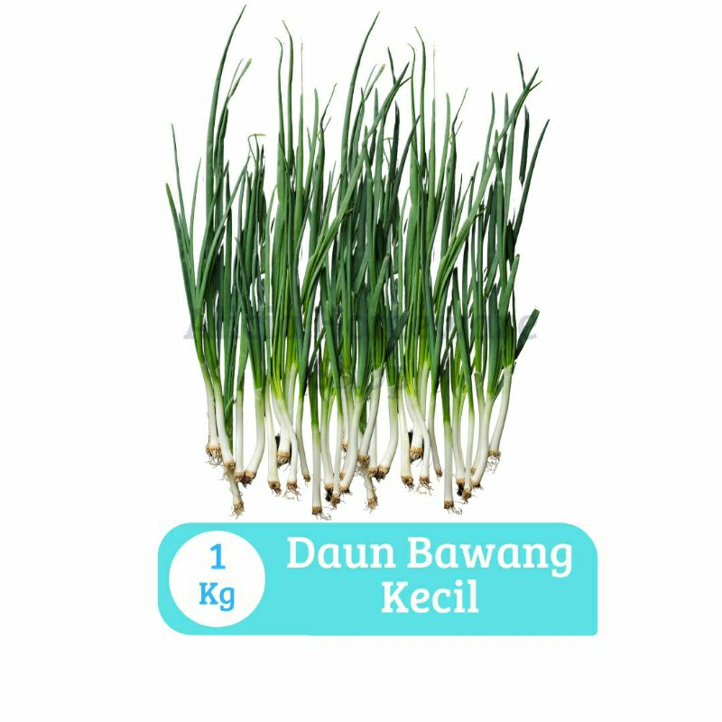 

Daun Bawang Kecil
