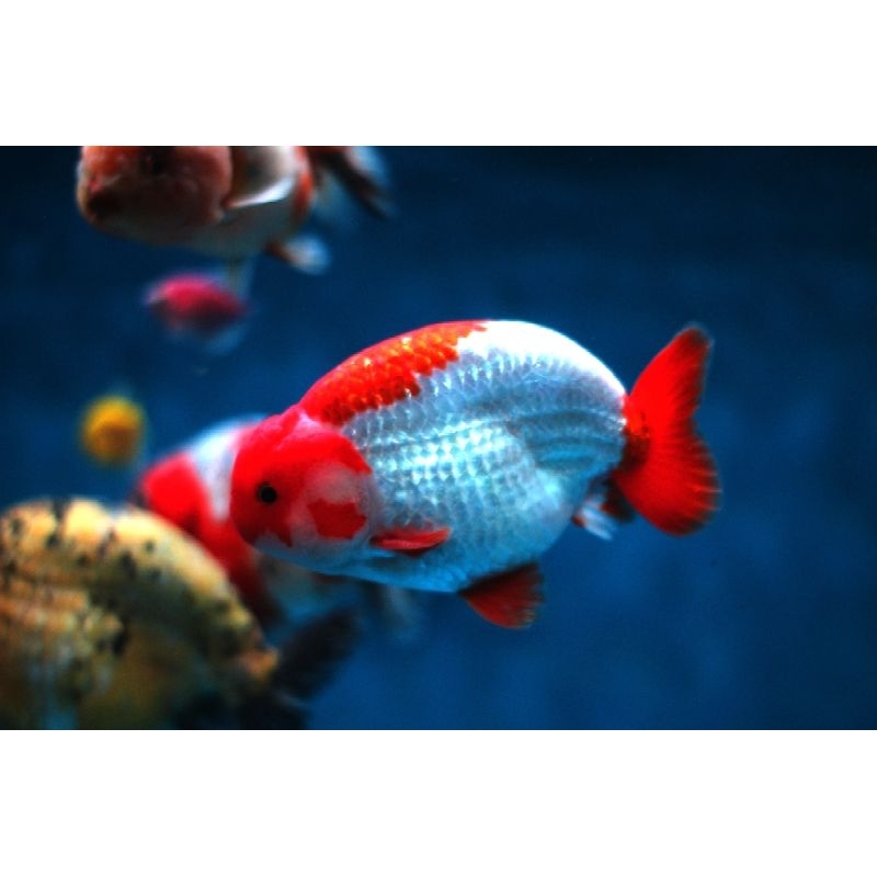 lionchu / ikan mas koki lionchu redwhite / ikan hias aquarium