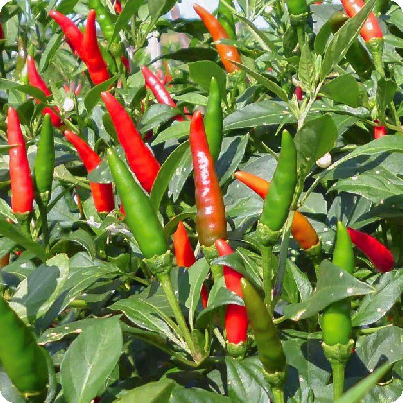 (BISA COD) 10 GRAM - BENIH BIBIT CABE RAWIT HIJAU TEGAK "KERINCI" - GARUDA SEED