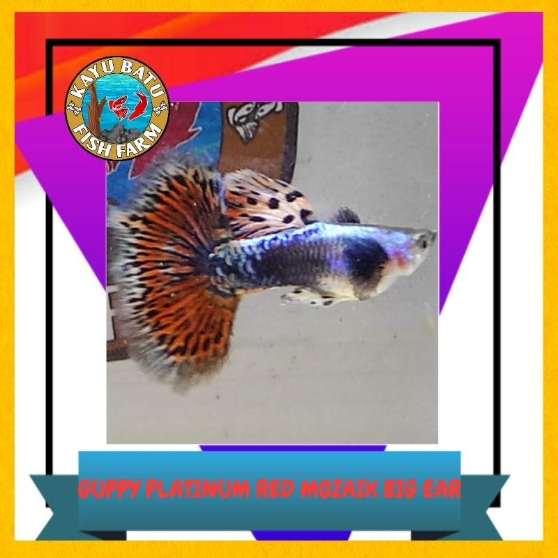 GAMBAR IKAN..GUPPY..PLATINUM..RED..MOZAIK..BIG..EAR (PRMBE)