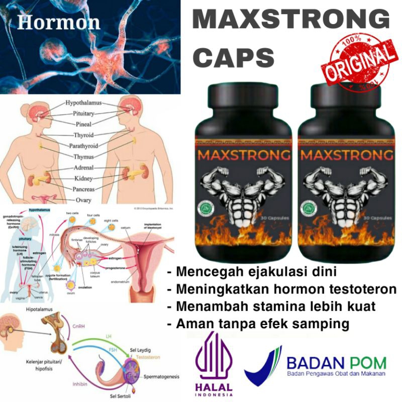 Obat Herbal Stamina Kuat Ta.han La.ma Wanita Pria Perang sang Paling Ampuh Original Bpom Maxstrong