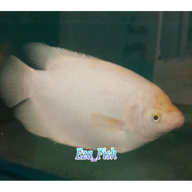 gurame padang ukuran jumbo 8 jari